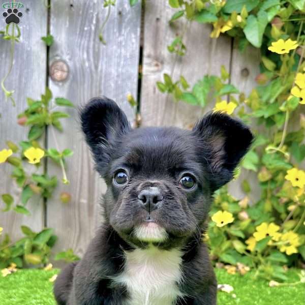Kodak Girl, French Bulldog Puppy