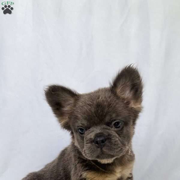 Sandy, French Bulldog Puppy
