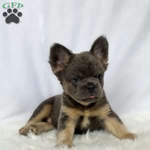 Sandy, French Bulldog Puppy