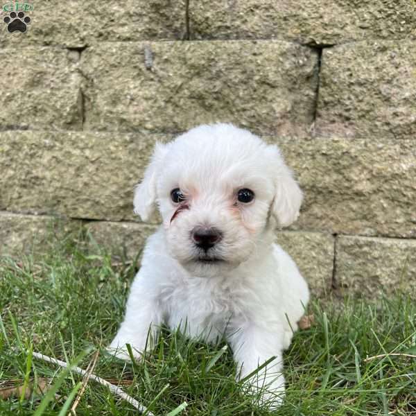 Piper, Bichon Frise Puppy