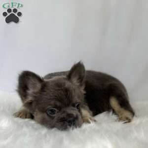 Sandy, French Bulldog Puppy