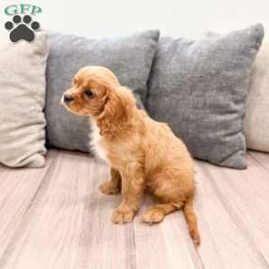 Cooper, Cavalier King Charles Spaniel Puppy