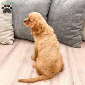 Cooper, Cavalier King Charles Spaniel Puppy