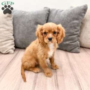 Cooper, Cavalier King Charles Spaniel Puppy