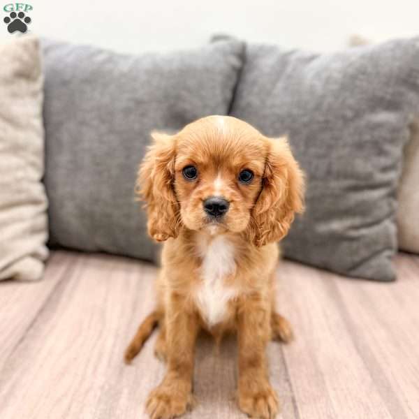 Cooper, Cavalier King Charles Spaniel Puppy