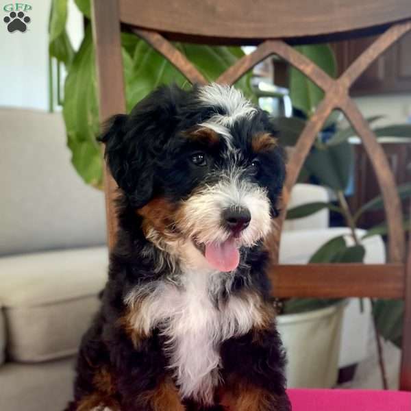 Anika, Bernedoodle Puppy