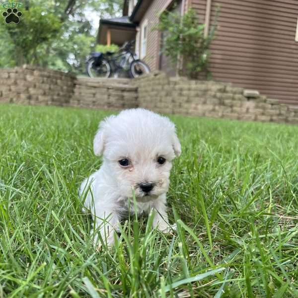 Honey, Bichon Frise Puppy