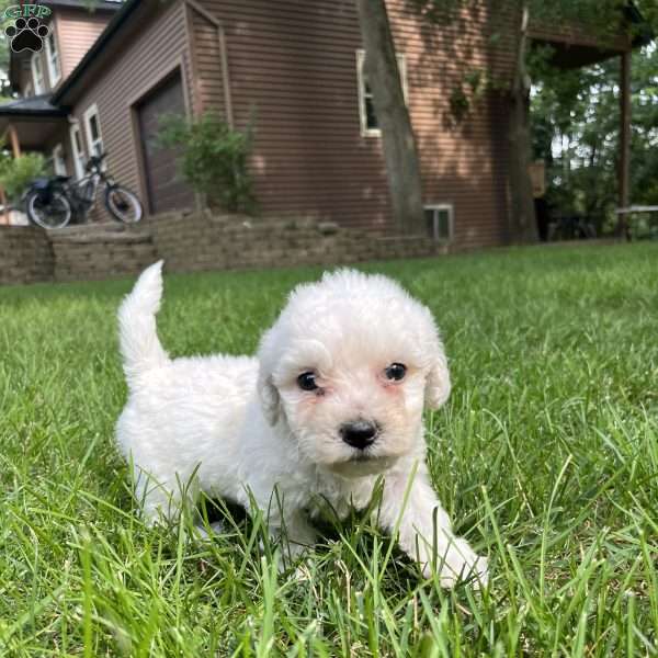 Lacy, Bichon Frise Puppy