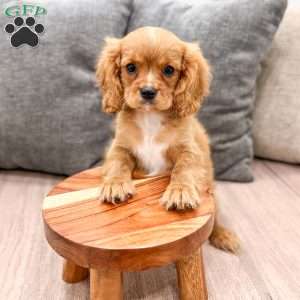 Cooper, Cavalier King Charles Spaniel Puppy