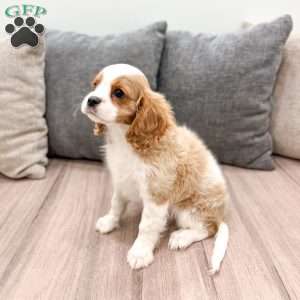 Leo, Cavalier King Charles Spaniel Puppy