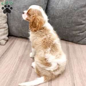 Leo, Cavalier King Charles Spaniel Puppy
