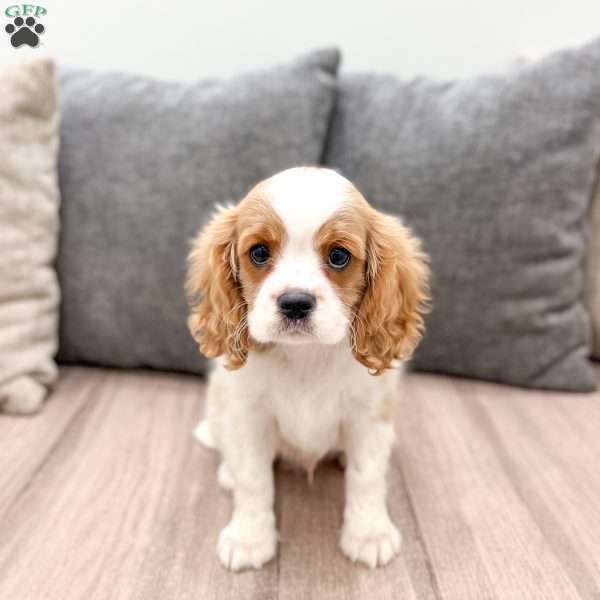 Leo, Cavalier King Charles Spaniel Puppy