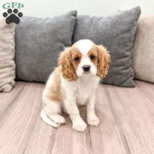 Leo, Cavalier King Charles Spaniel Puppy