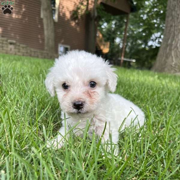 Scout, Bichon Frise Puppy