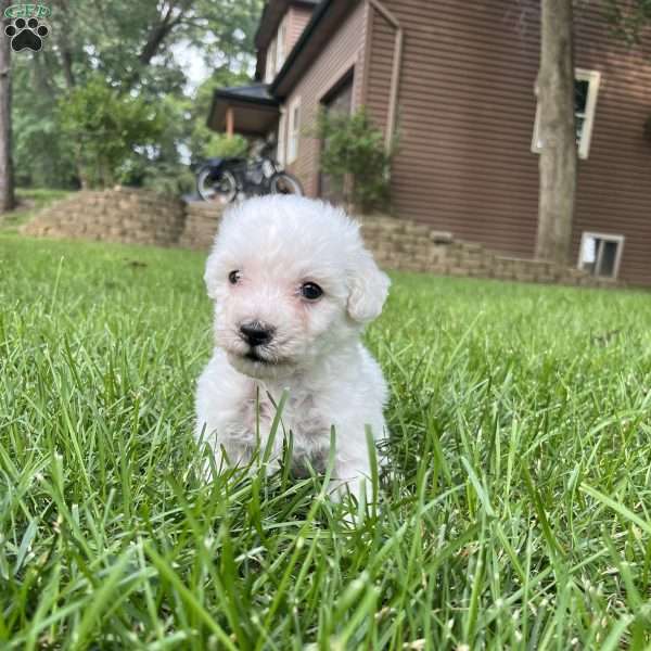 Rocco, Bichon Frise Puppy