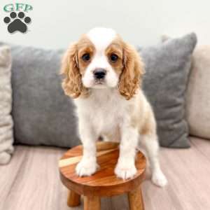 Leo, Cavalier King Charles Spaniel Puppy