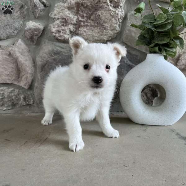 Bailey, American Eskimo Puppy