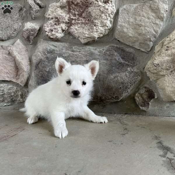 Scout, American Eskimo Puppy