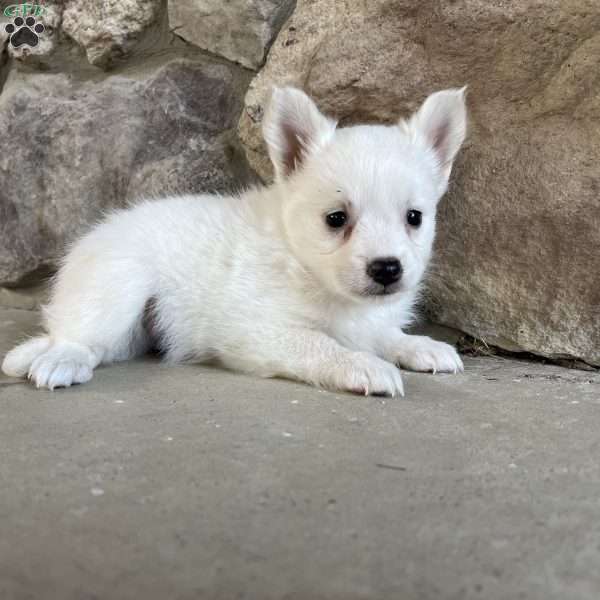 Lucky, American Eskimo Puppy