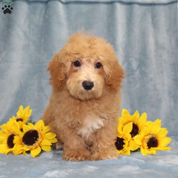 Nemo, Bich-Poo Puppy