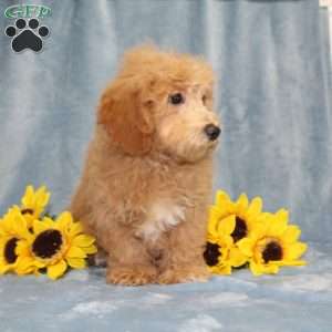 Nemo, Bich-Poo Puppy