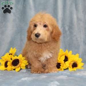 Nemo, Bich-Poo Puppy