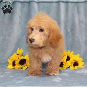 Nemo, Bich-Poo Puppy