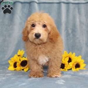 Nemo, Bich-Poo Puppy