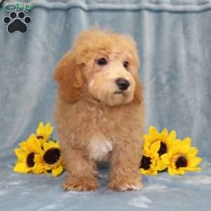 Nemo, Bich-Poo Puppy