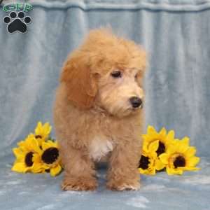 Nemo, Bich-Poo Puppy