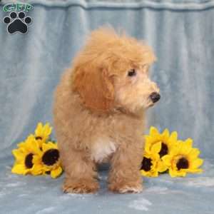 Nemo, Bich-Poo Puppy