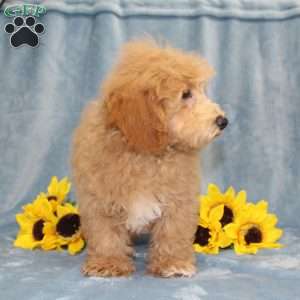 Nemo, Bich-Poo Puppy