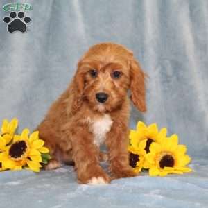 Hope, Cavapoo Puppy