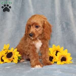 Hope, Cavapoo Puppy