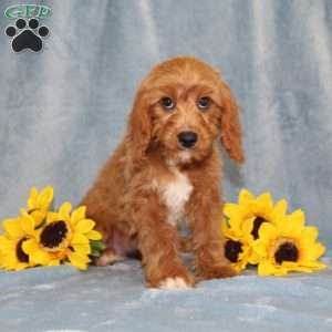 Hope, Cavapoo Puppy