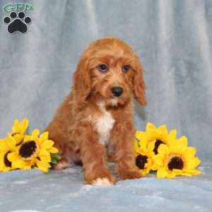 Hope, Cavapoo Puppy