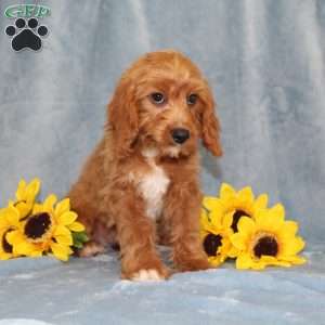 Hope, Cavapoo Puppy