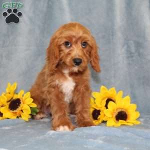 Hope, Cavapoo Puppy