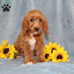 Hope, Cavapoo Puppy