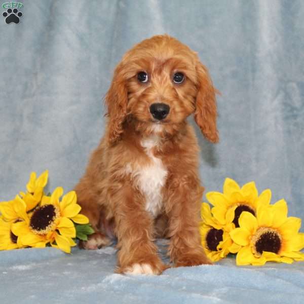 Hope, Cavapoo Puppy