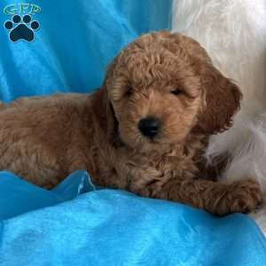 Arthur, Mini Whoodle Puppy