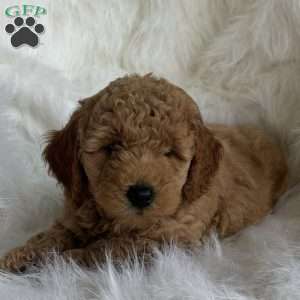 Arthur, Mini Whoodle Puppy