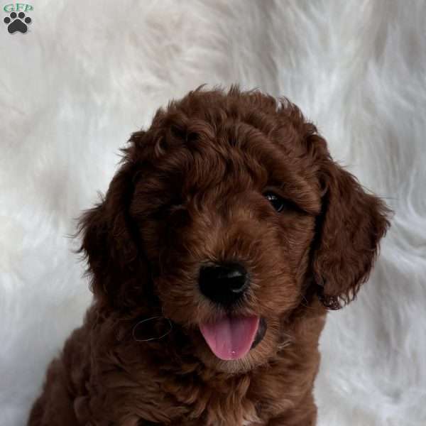 Willie, Mini Whoodle Puppy