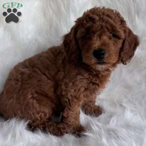 Willie, Mini Whoodle Puppy