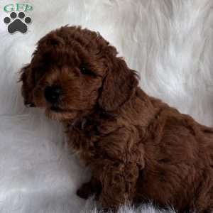 Willie, Mini Whoodle Puppy