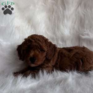 Willie, Mini Whoodle Puppy