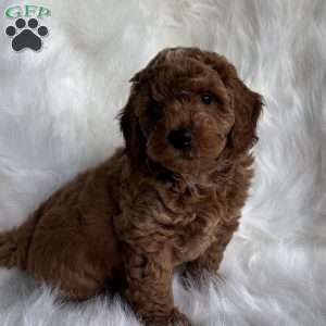 Liam, Mini Whoodle Puppy