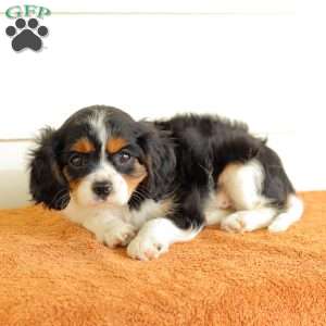 Blakie, Cavalier King Charles Spaniel Puppy