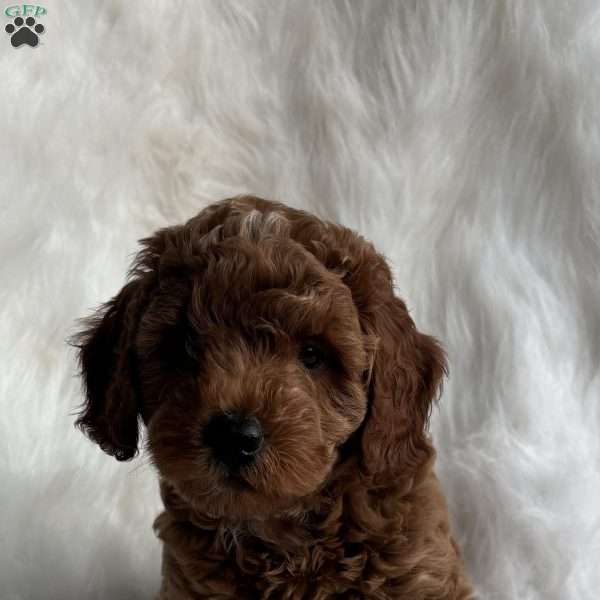 Liam, Mini Whoodle Puppy