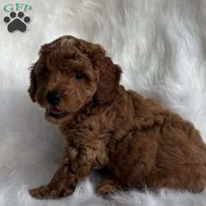 Liam, Mini Whoodle Puppy
